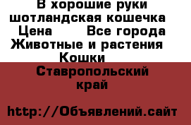 В хорошие руки шотландская кошечка › Цена ­ 7 - Все города Животные и растения » Кошки   . Ставропольский край